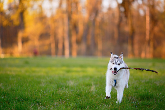 Husky dog runs with a wooden stick in his mouth in park